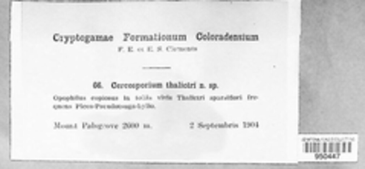 Passalora thalictri image